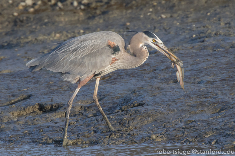 baylands